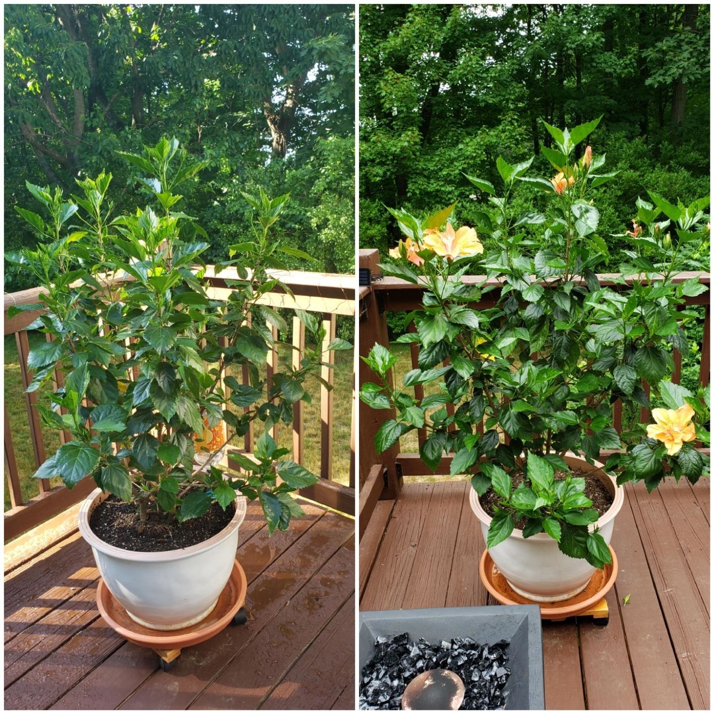 A hibiscus before Miracle Gro / the same plant after using the fertilizer