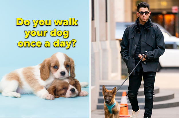 Tell Us What You Do With Your Pet On A Daily Basis And We'll Reveal What They Think Of You