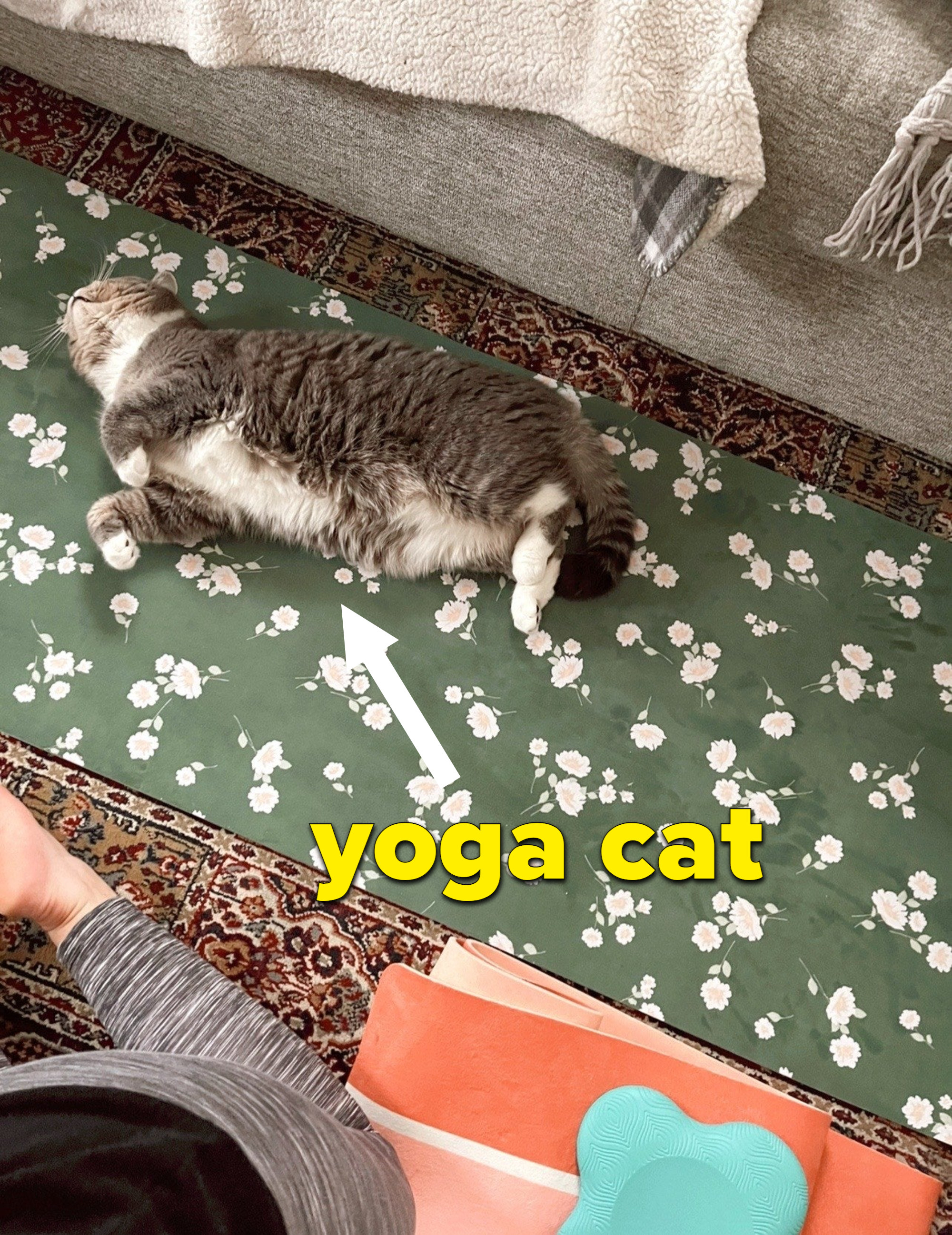 A person doing yoga and a cat laying on a mat