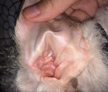 A dogs ears after using the solution, cleaned