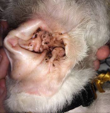 A dog's ears before using the product, looking very dirty