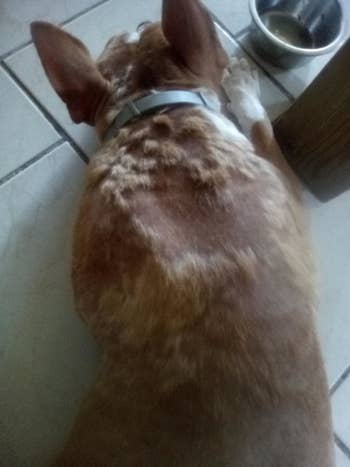 A dog before using the shampoo, with bald patches