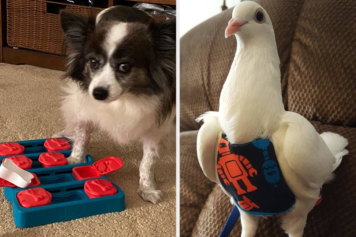 23 Products From Amazon Youll Probably Find Helpful If Your Pet Hates Leaving Your Side