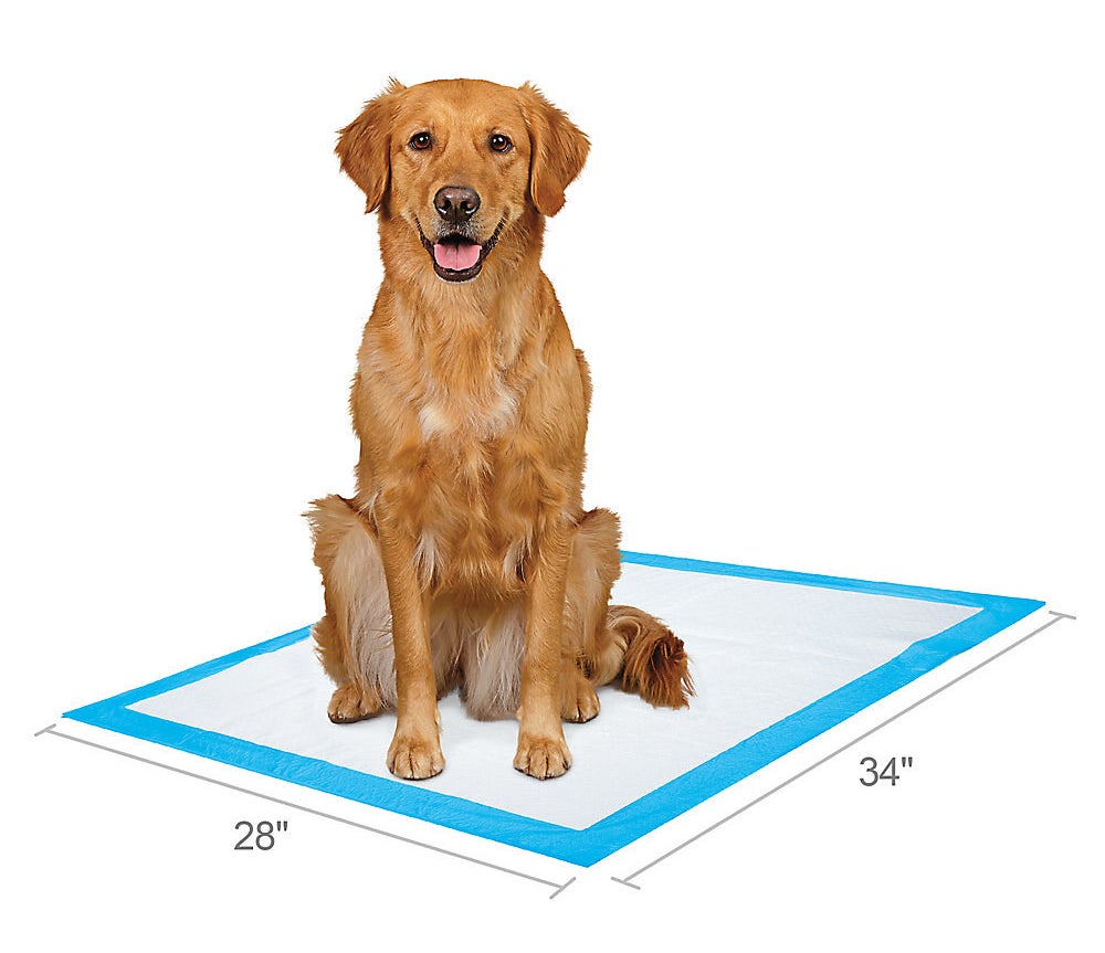 golden retriever sitting on an extra large training pad