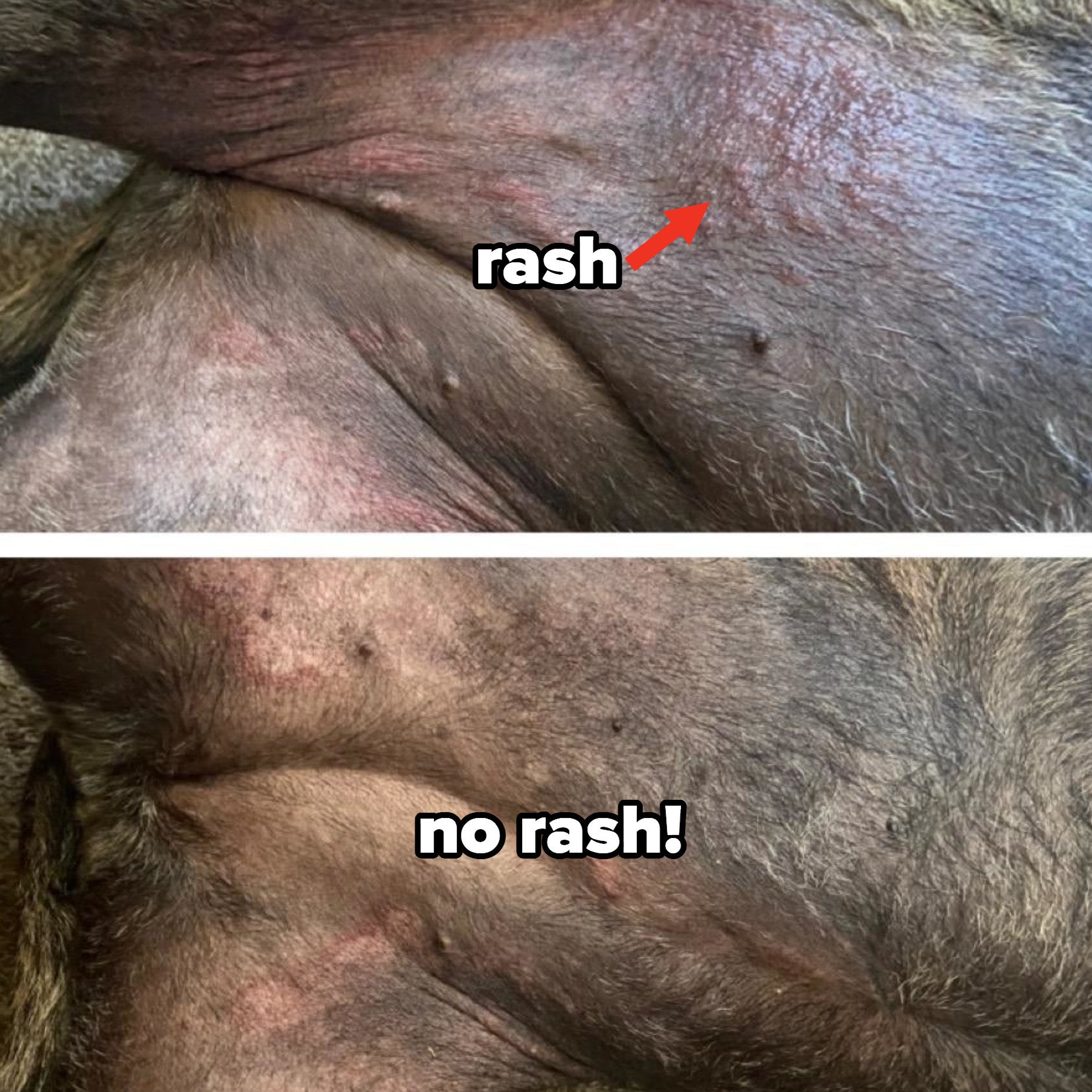 A dog before and after using the conditioner, showing how their rash has cleared