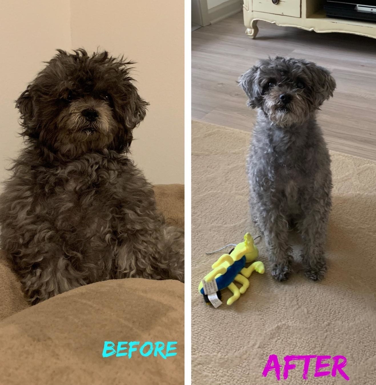 A dog before and after being sheared