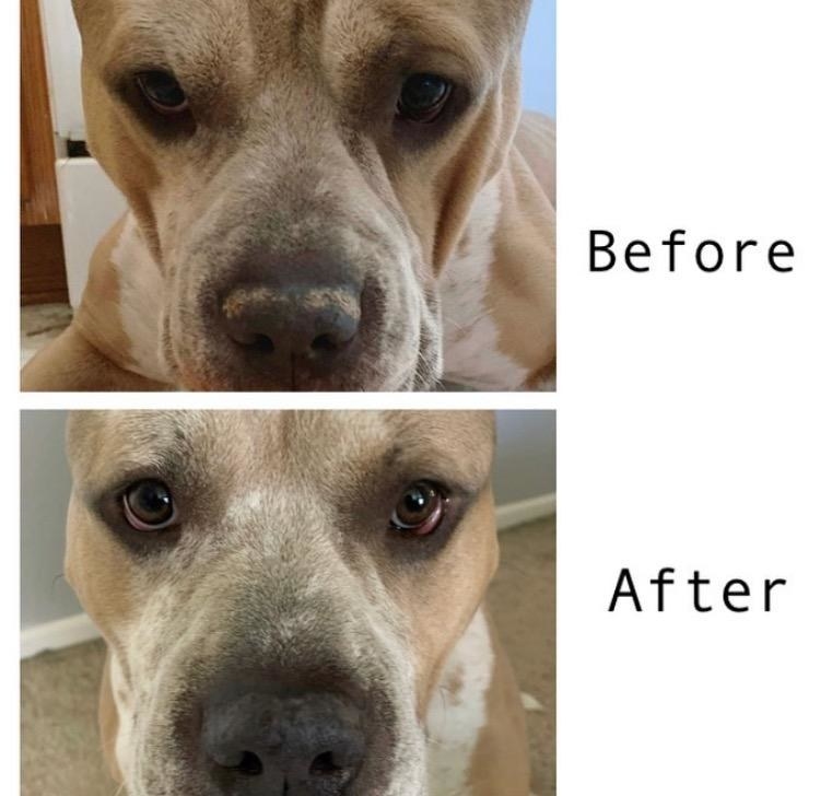 A dog&#x27;s nose before and after using the balm