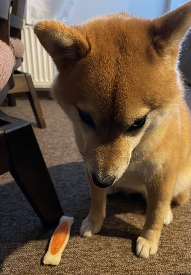 悪いことしてないもん 飼い主を睨む柴犬に うちの娘か 会社の私 と重ねる人続出