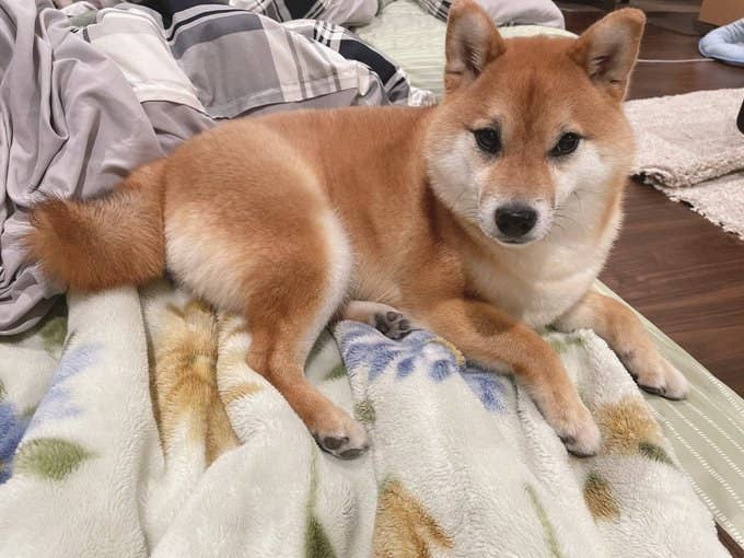 悪いことしてないもん 飼い主を睨む柴犬に うちの娘か 会社の私 と重ねる人続出 悪いことしてないもん 飼い主を睨む柴犬に うちの娘か 会社の私 と重ねる人続出