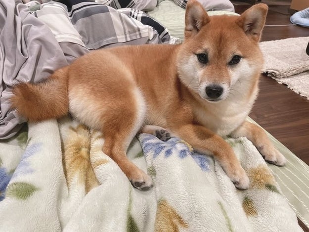 悪いことしてないもん 飼い主を睨む柴犬に うちの娘か 会社の私 と重ねる人続出