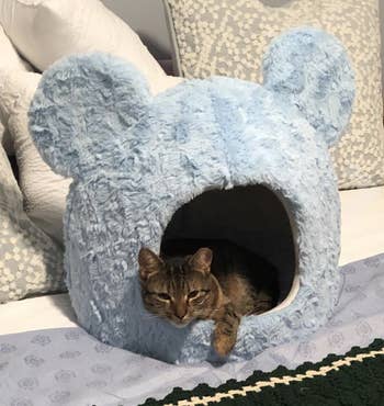 Cat in blue Mickey Mouse shaped cat house 