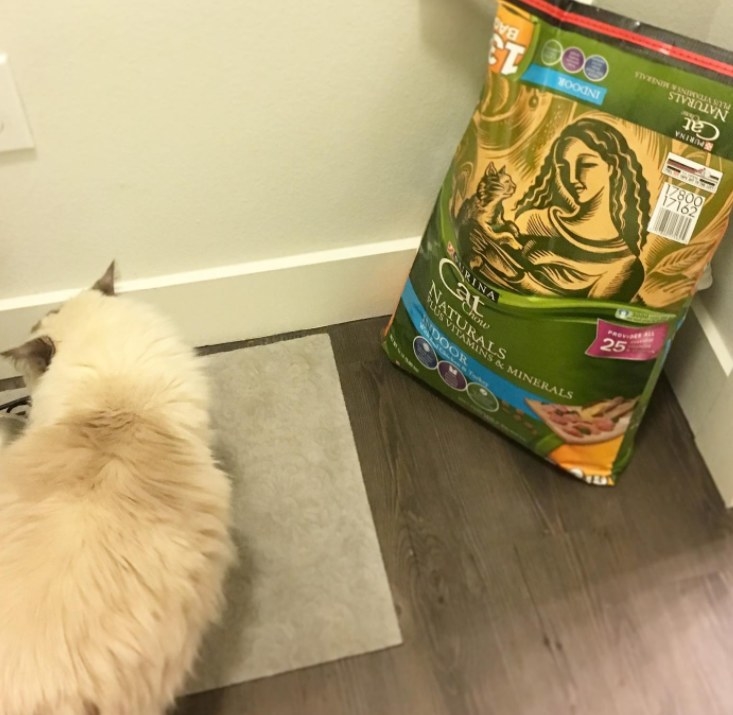 Reviewer&#x27;s cat sniffing the bag of dry food