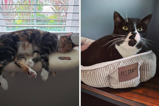 cat sleeping on a window ledge and cat in a bed