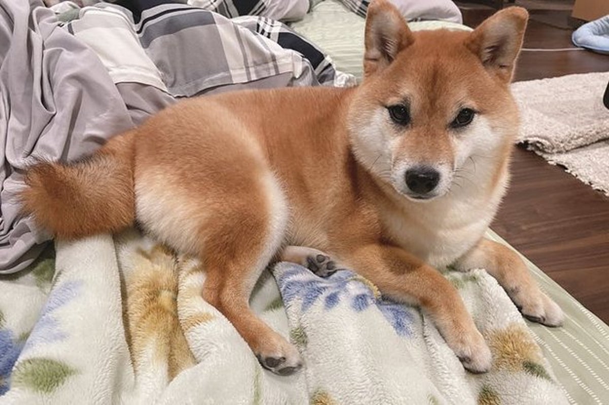 悪いことしてないもん 飼い主を睨む柴犬に うちの娘か 会社の私 と重ねる人続出 悪いことしてないもん 飼い主を睨む柴犬に うちの娘か 会社の私 と重ねる人続出