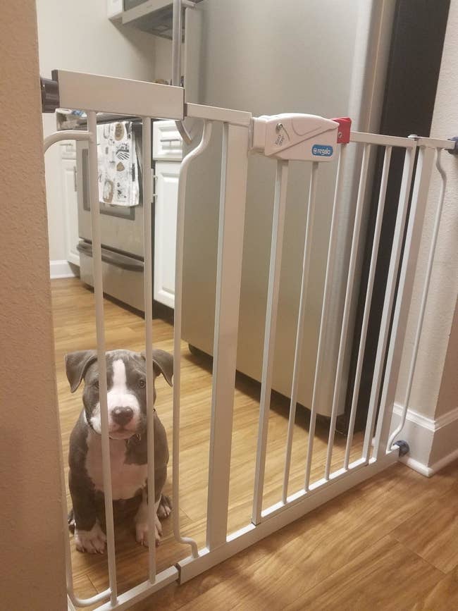 A puppy behind the baby gate