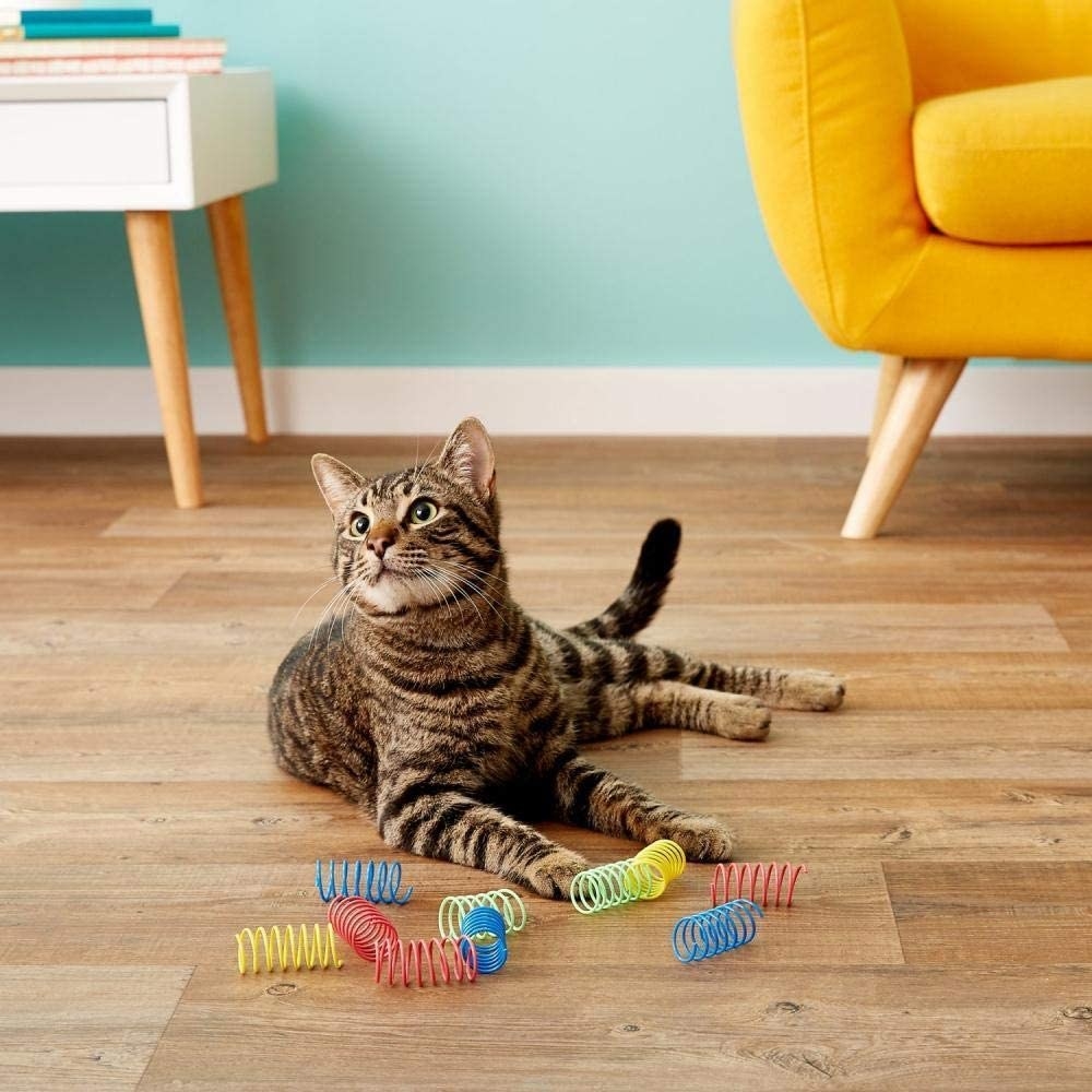 Cat on floor with springs