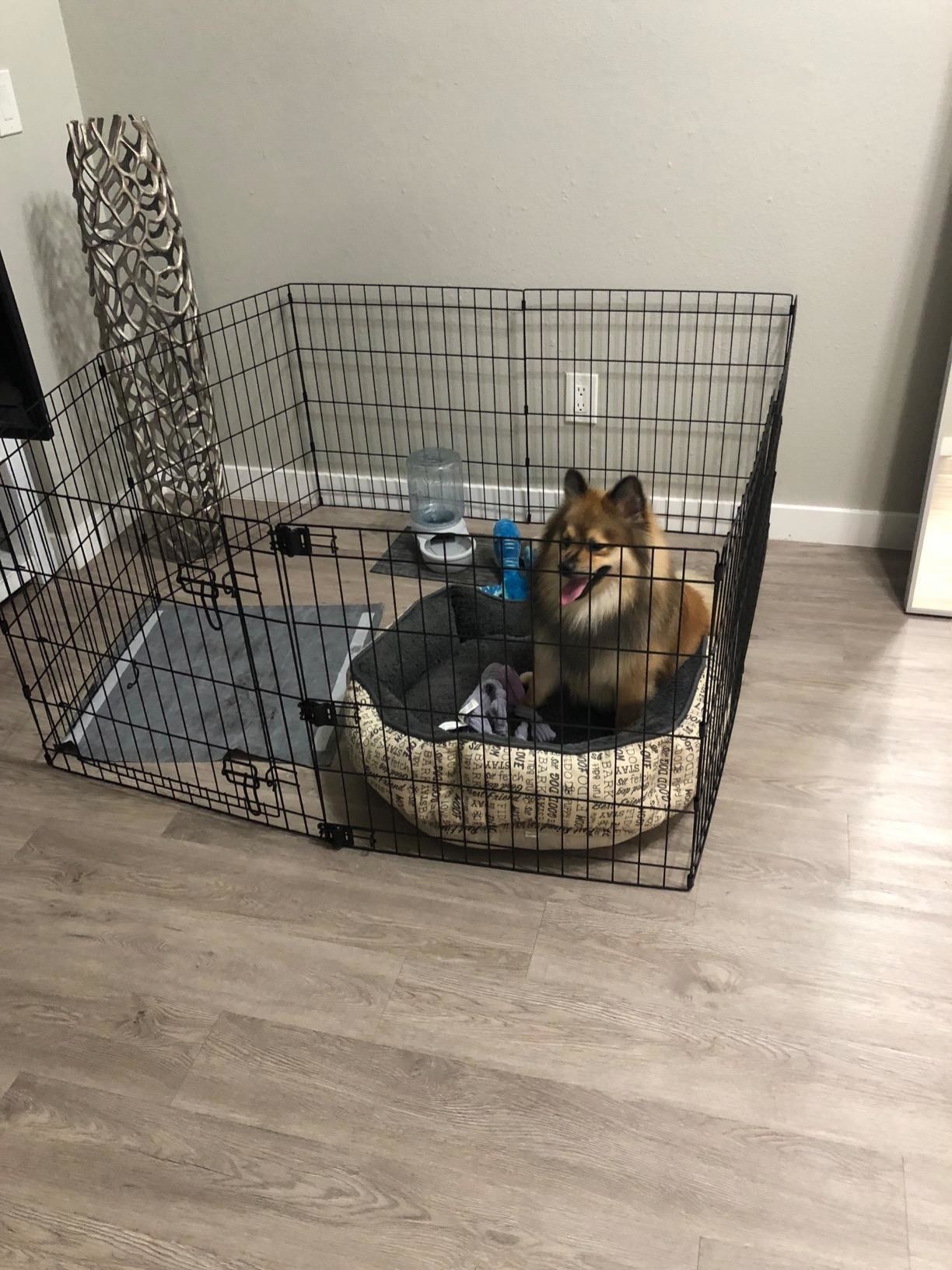 A small dog in a pen with the pad