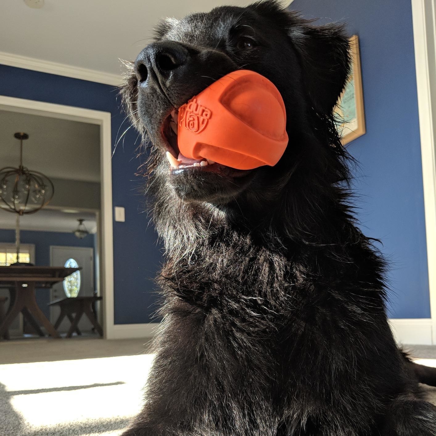 Reviewer&#x27;s dog with ball in mouth