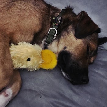 reviewer photo of their dog cuddling with the duck