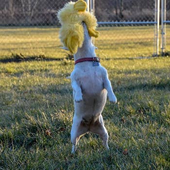 reviewer photo showing their dog catching one of the yellow ducks in their mouth 