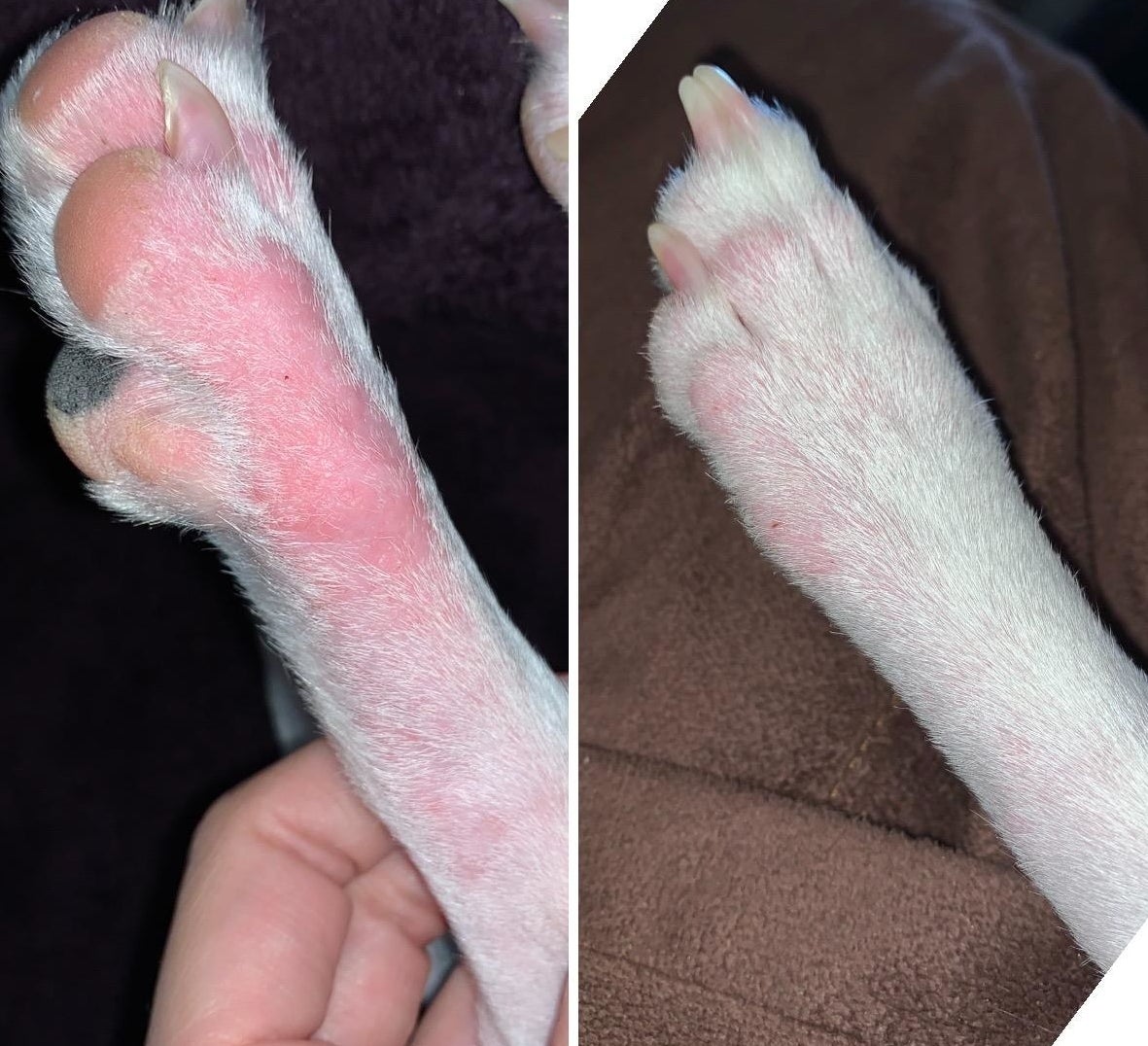 reviewer photo showing their dog&#x27;s paw completely irritated and dry, and then the same paw after taking the Zesty Paws, showing the hair has grown back and is no longer irritated 