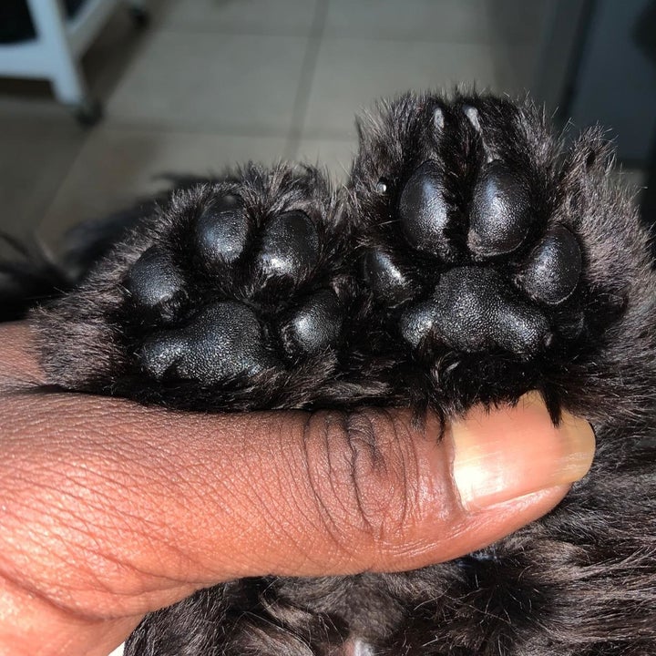 same reviewer showing their dog's paws completely moisturized and restored after using the cream