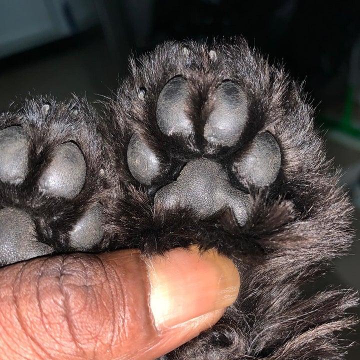 reviewer photo showing their dog's paws all dry and cracked