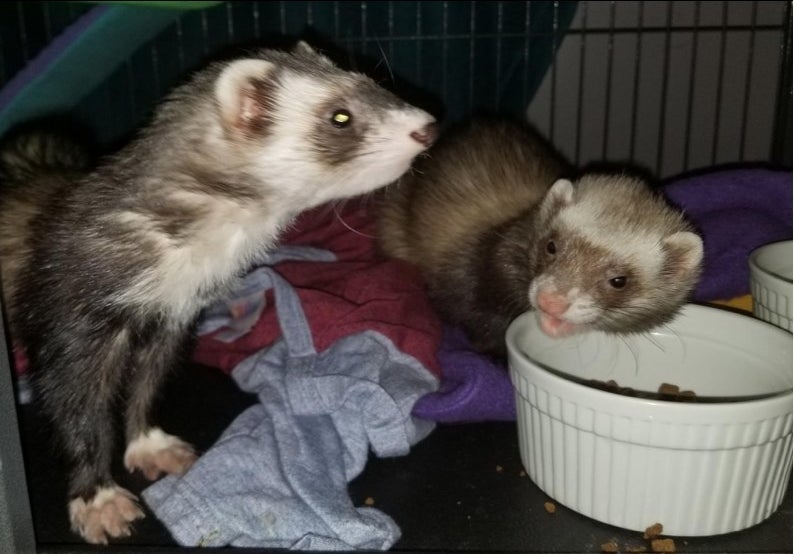 two ferrets eating in a reviewer&#x27;s home