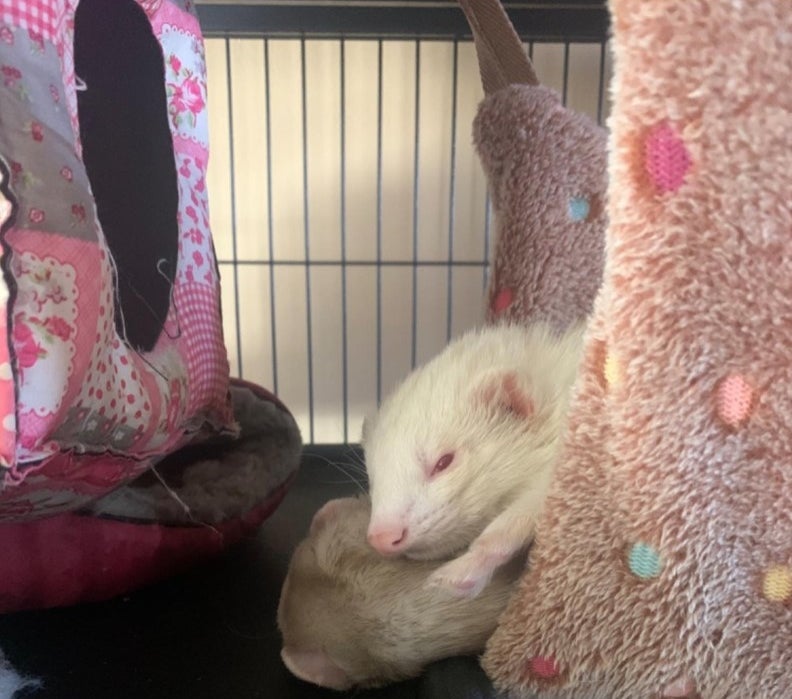 A white ferret in a polka dot hammock