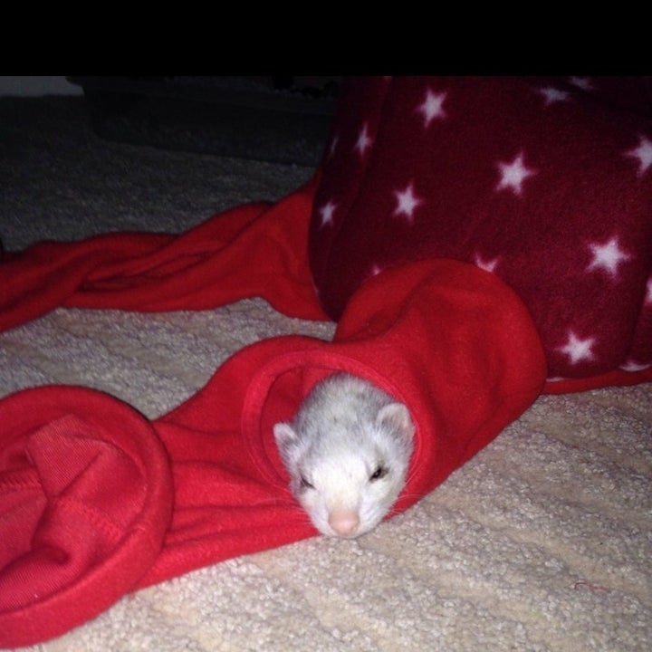 A white ferret playing in a plush red octopus tunnel
