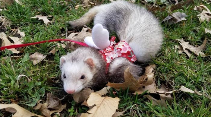 A grey and white ferret in a red harness with angel wings