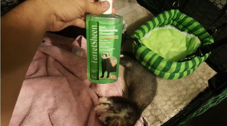 A reviewer holding the shampoo over a sleeping ferret