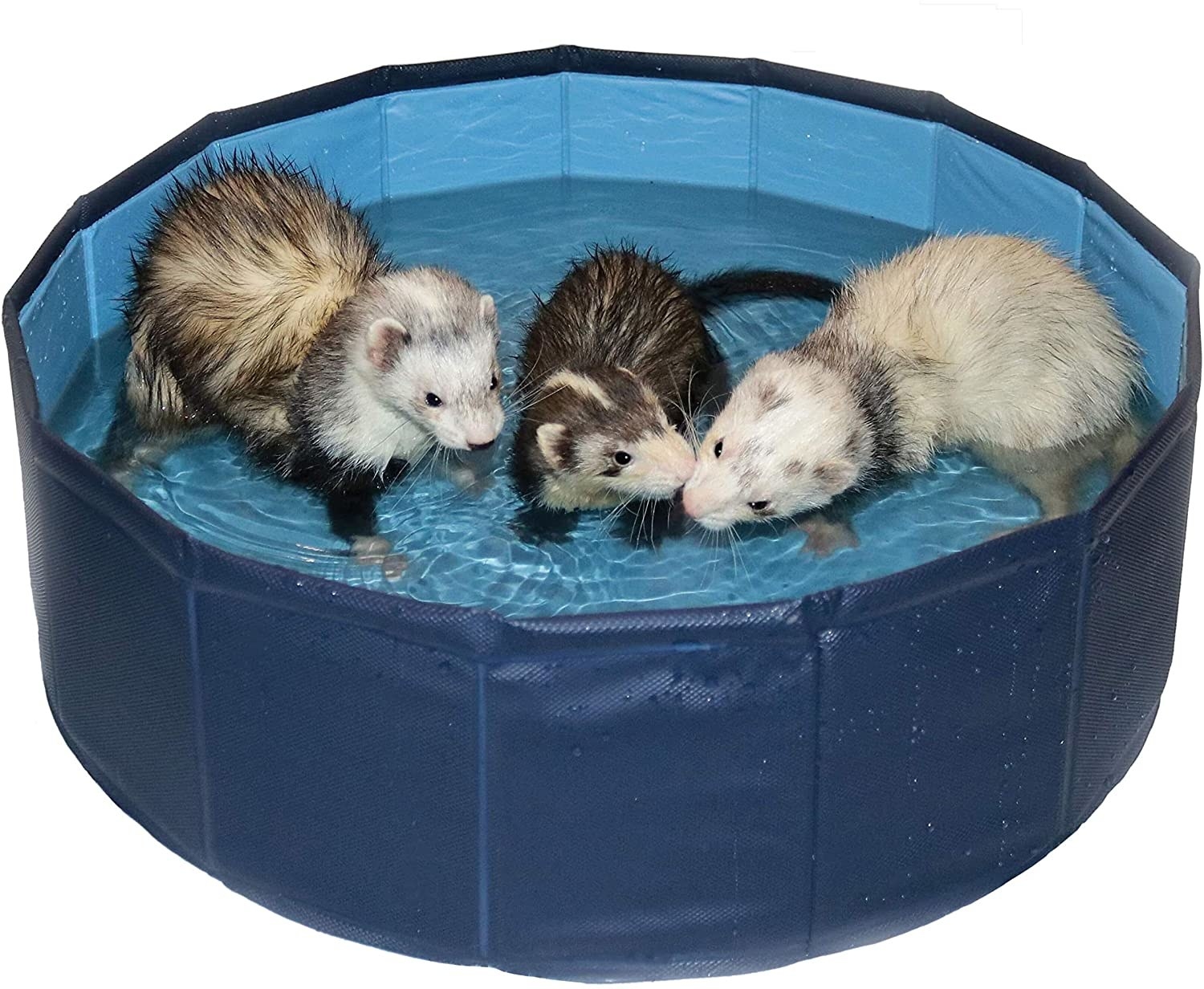 Three ferrets playing in a ferret pool