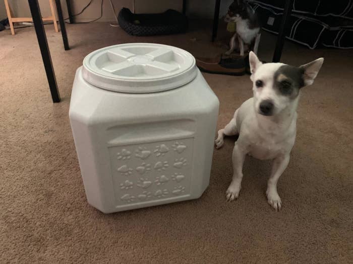 The white storage container next to a small dog 