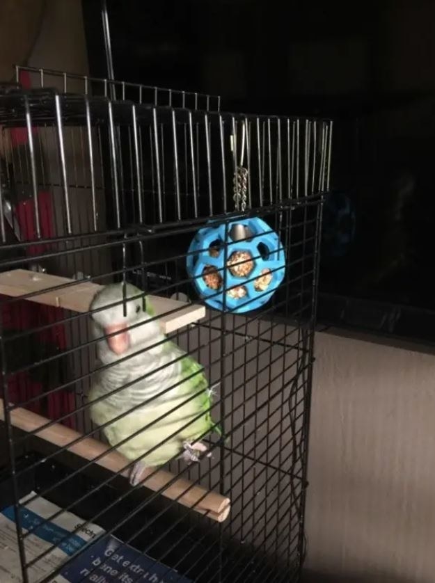 Reviewer&#x27;s bird playing with the hanging ball shaped toy with room inside for food