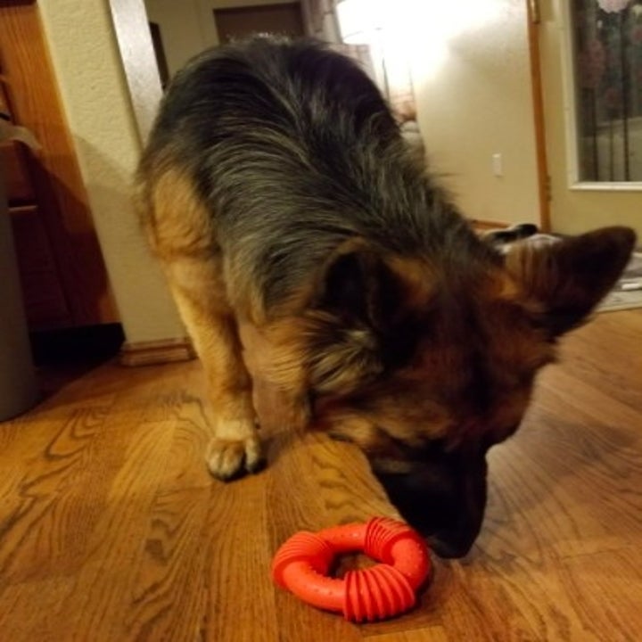 dog playing with an orange circular dog toy