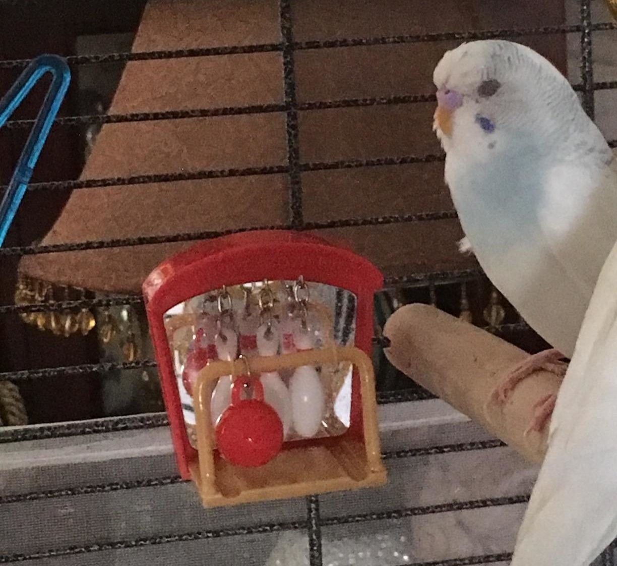 Reviewer&#x27;s bird in cage with toy
