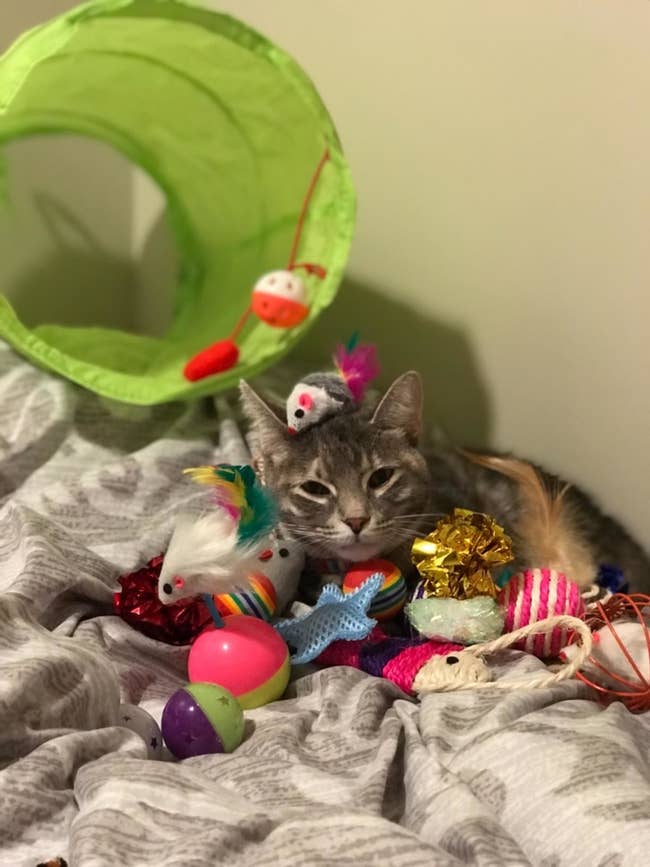 Reviewer's cat in bed with a wide variety of toys around and piled on it