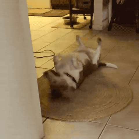 A gif of a reviewer's dog rolling around on a small round rug, showing it not moving thanks to the tape