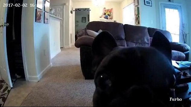 Reviewer&#x27;s footage of their dog sniffing the camera