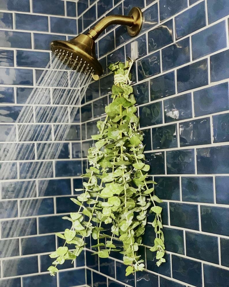 Eucalyptus branches hanging inside shower