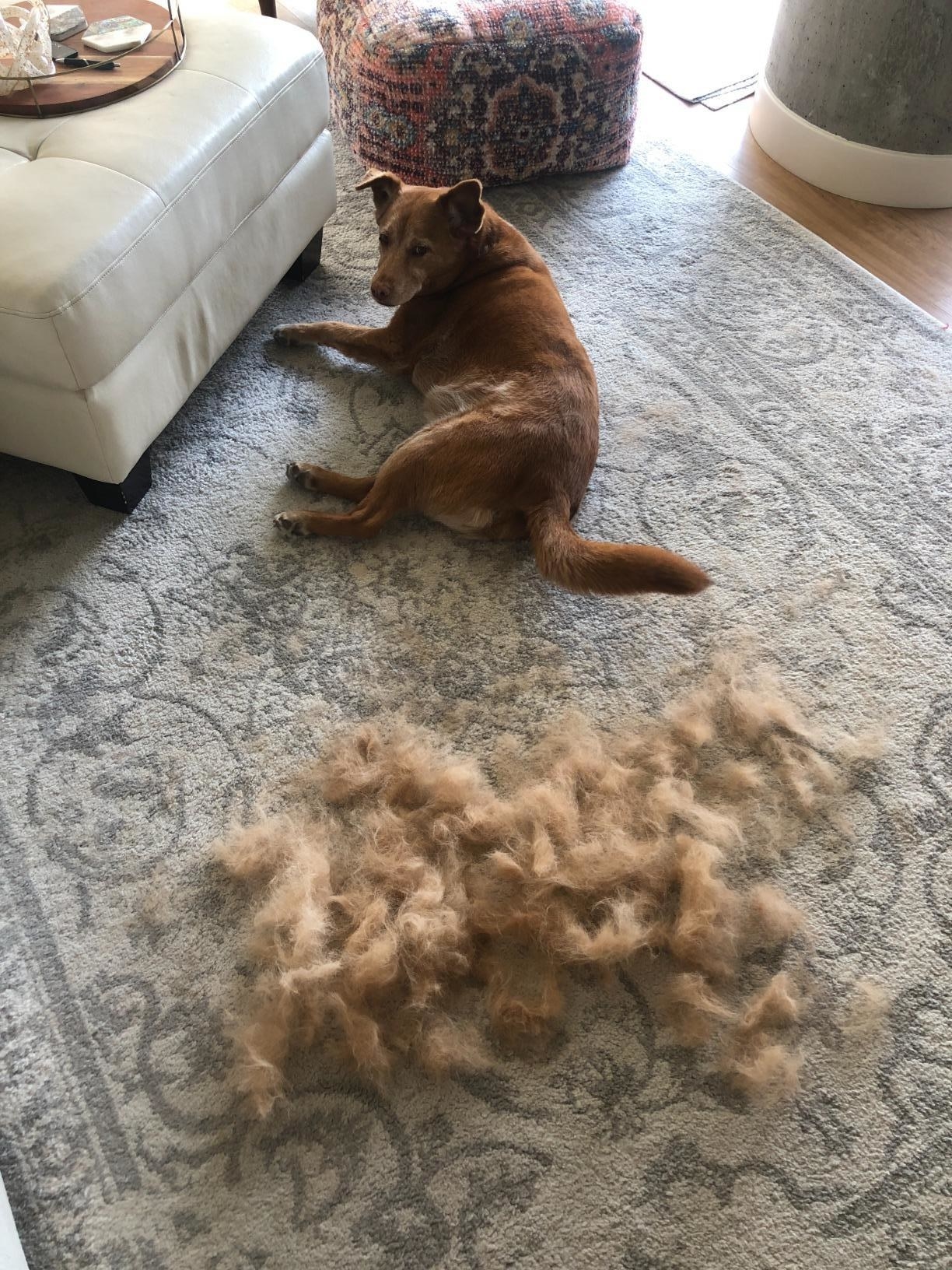 reviewer photo of dog looking at all the fur groomed off 