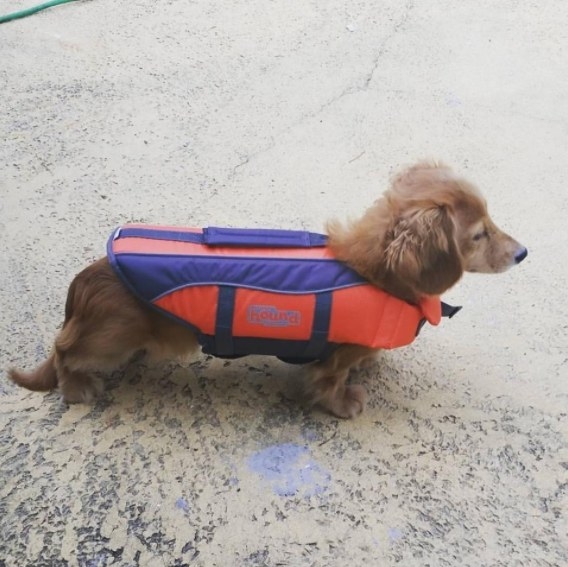 This lifejacket keeps pups  safe and afloat in water