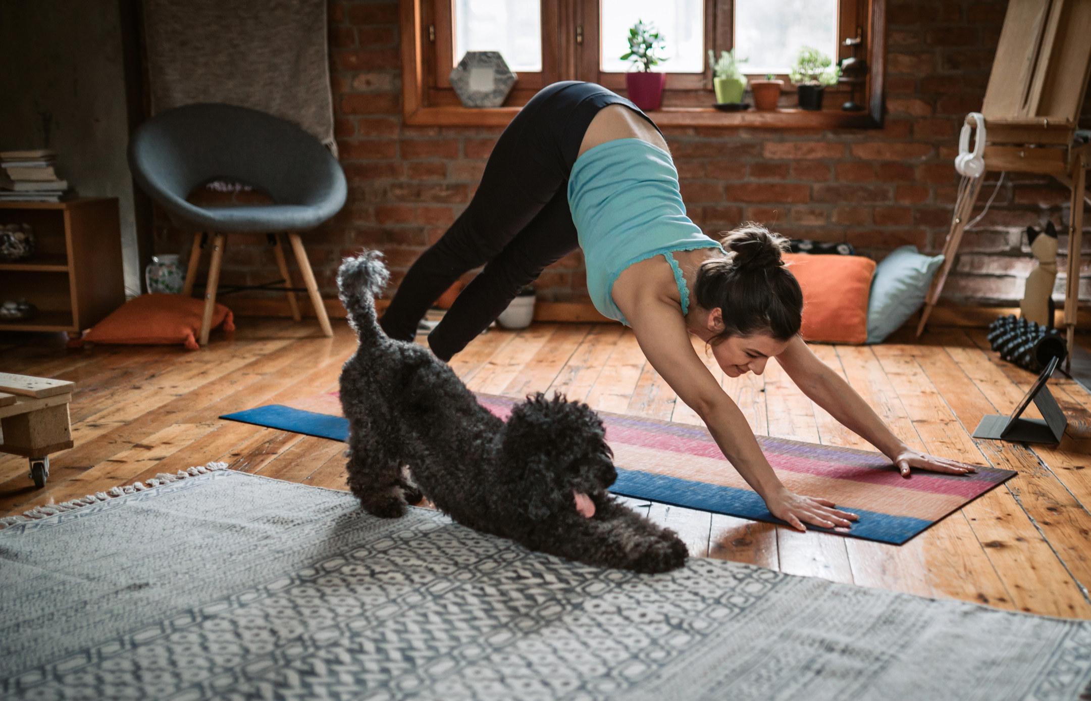 Dog doing yoga with their owner