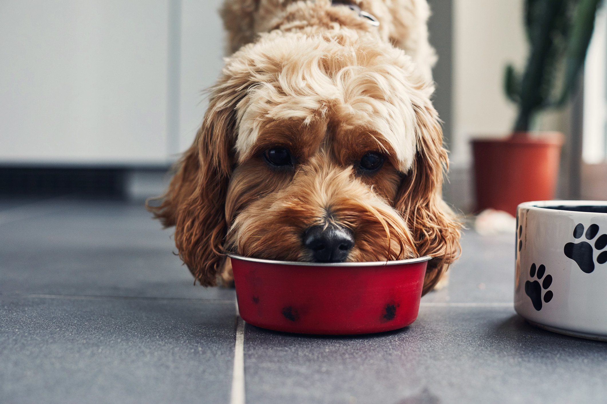 Dog Bowl photo.