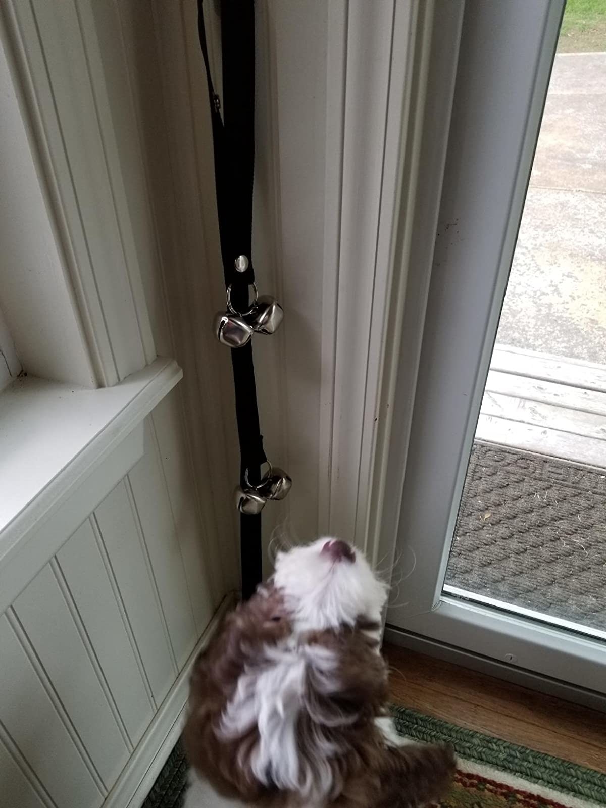 A dog sitting next to a door with the bells