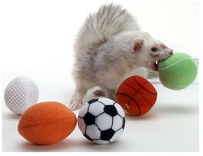 Ferrets hotsell favorite toys