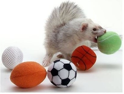 ferret with small tennis, basketball, soccer, football, and golf balls
