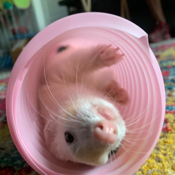 ferret in the pink tunnel