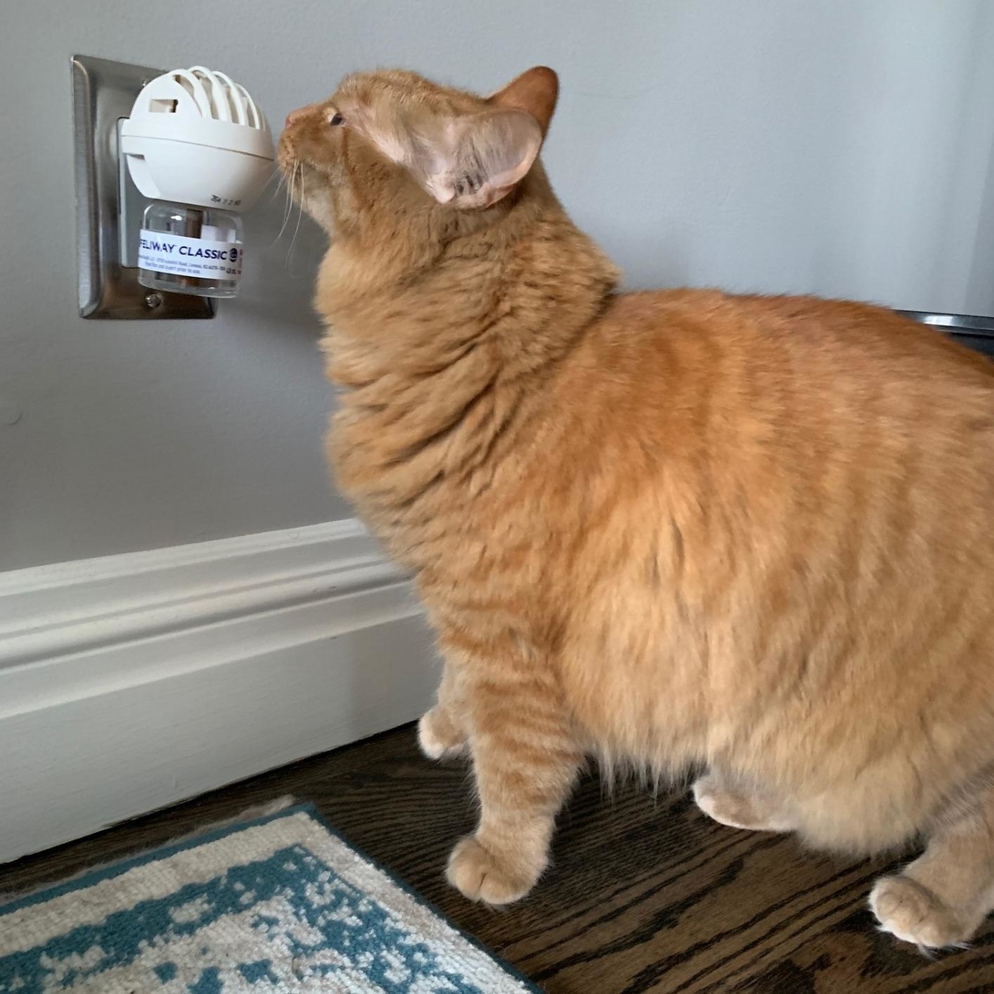 An orange cat sniffing the diffuser